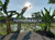 Image Property Jual Villa Tropis  View Sawah Di Cepaka Dekat Tumbak Bayuh Canggu Bali