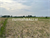 Image Property Dijual tanah komersil view sawah lokasi seseh munggu