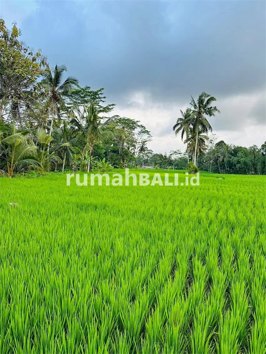 Image Property Tanah Tegalalang Gianyar Bali
