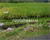 Image Property Tanah full view sawah di Ubud, akses jalan 8 meter