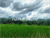 Image Property DIJUAL LAHAN 19,95 ARE VIEW SAWAH CANTIK DAN SUNGAI DI PAYANGAN UBUD