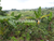Image Property LAHAN 20 ARE VIEW CANTIK JUAL CEPAT DI PELAGA - BADUNG - BALI