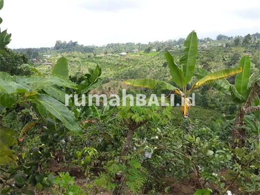 Image Property LAHAN 20 ARE VIEW CANTIK JUAL CEPAT DI PELAGA - BADUNG - BALI