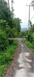 Image Property For sale land 10 munite to Lovina global just 250 juta 10 are land
