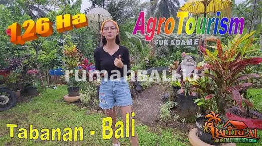 Image Property 12,600 m2 untuk Investasi dekat Rencana Toll Gilimanuk Mengwi