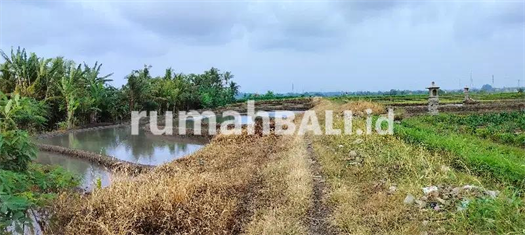 Image Property jual tanah pinggir jln subak 4 mtr.lt 10 are hrg 65 jt/are kerambitan