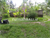 Image Property GREET LAND dijual tanah ubud