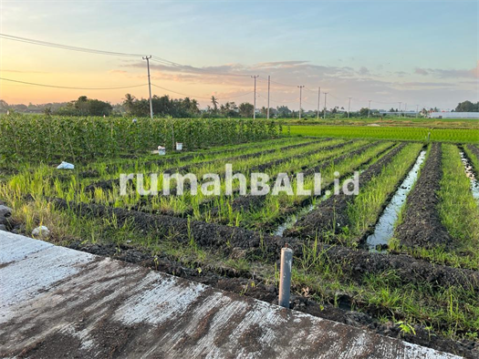 Image Property Dijual tanah 5 are dkt pantai Kedungu Belalang Tabanan Bali