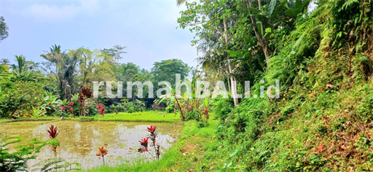 Image Property Dijual tanah 2000 m2 di Pupuan Tegallalang Gianyar Bali