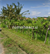 Image Project TANAH SIAP KAVLING UNTUK PERUMAHAN SUBSIDI BANJAR, BULELENG, BALI.