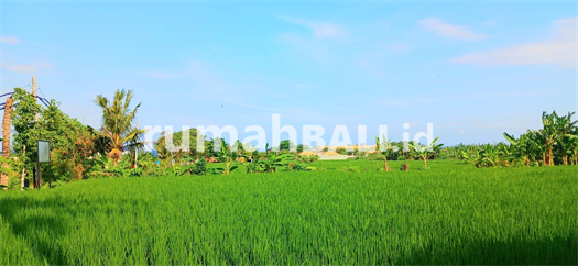 Image Property Dijual Tanah View Laut 5340 m2 Jl Pantai Purnama Gianyar Bali