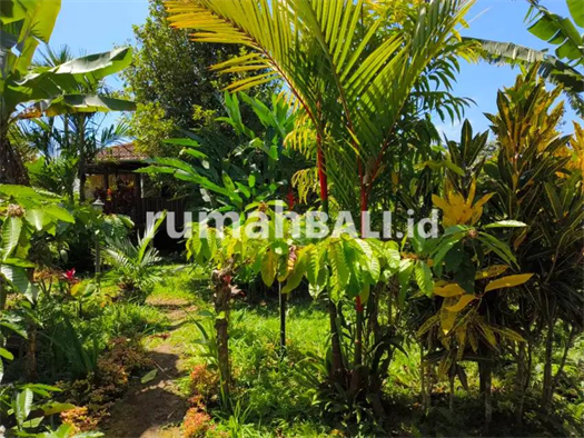 Image Property Villa dengan kebun kopi dan durian di bali